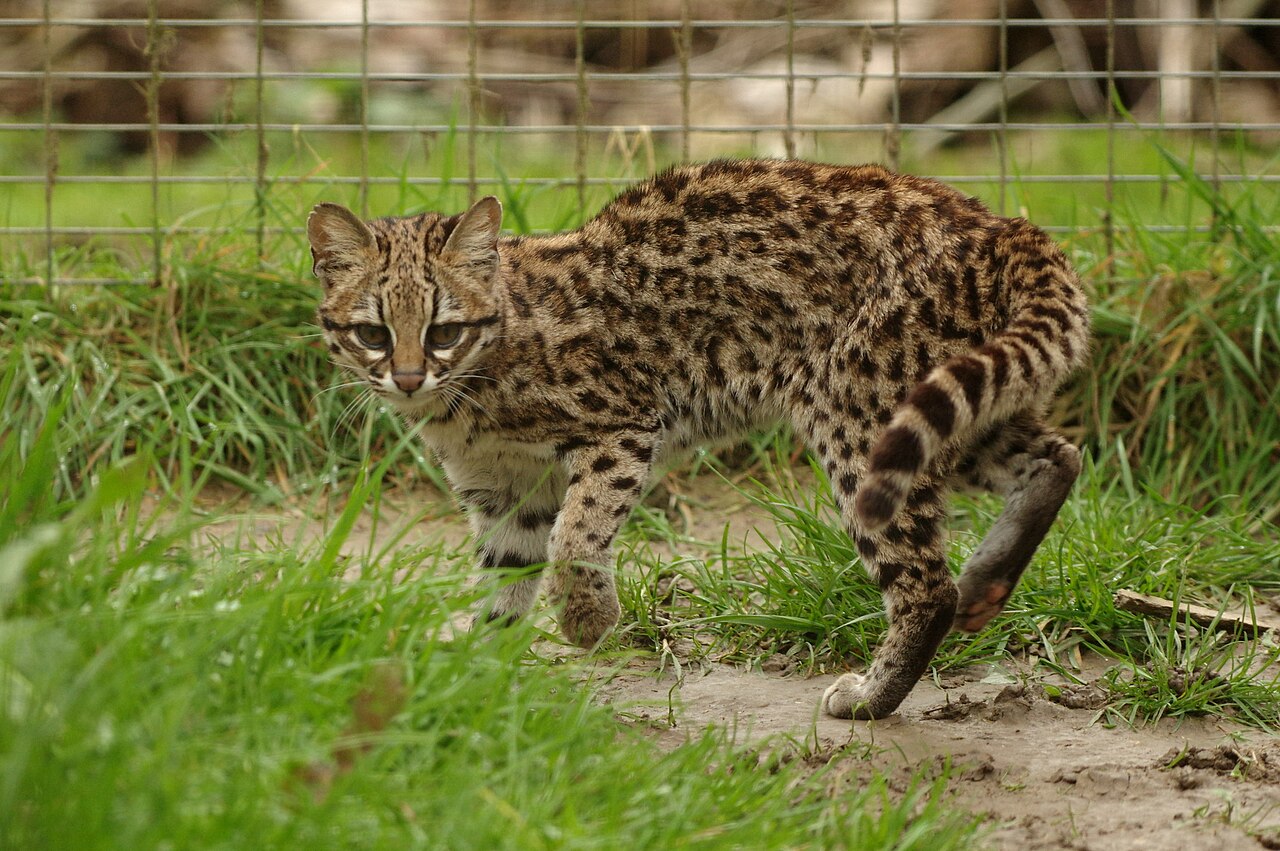 Leopardus tigrinus in zoo.