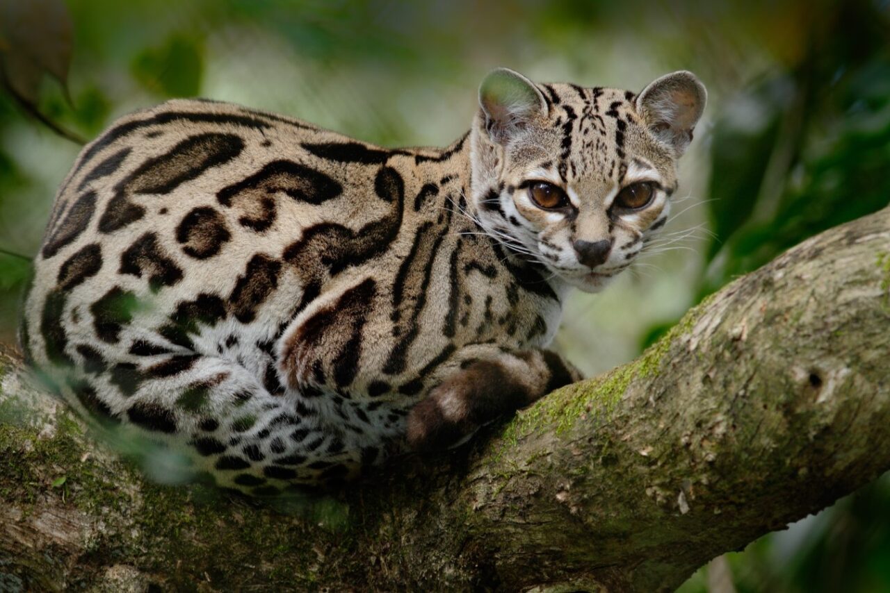 Wild cat from Costa Rica. Margay, Leopardis wiedii, cat sitting on the branch in the tropical forest, Central America. 