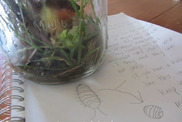 Jar with grass inside next to drawing of a roly poly bug.