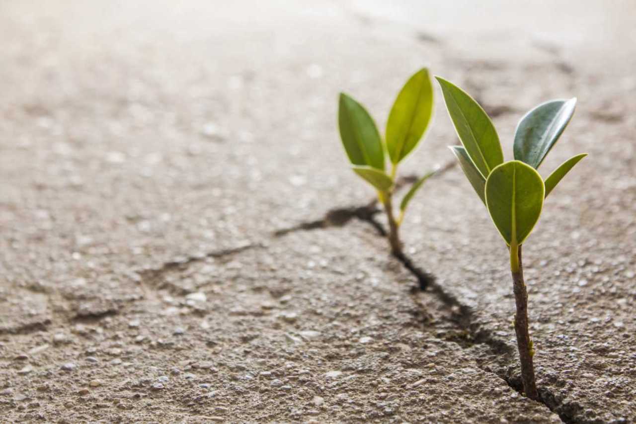 weed growing through crack in pavement.