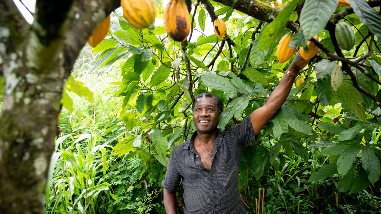 African cacao farmer.