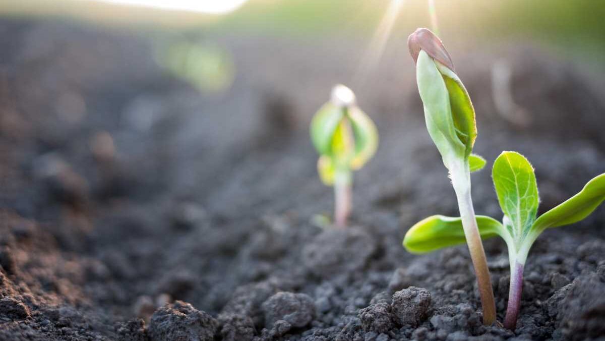 sprouts growing out of the earth.