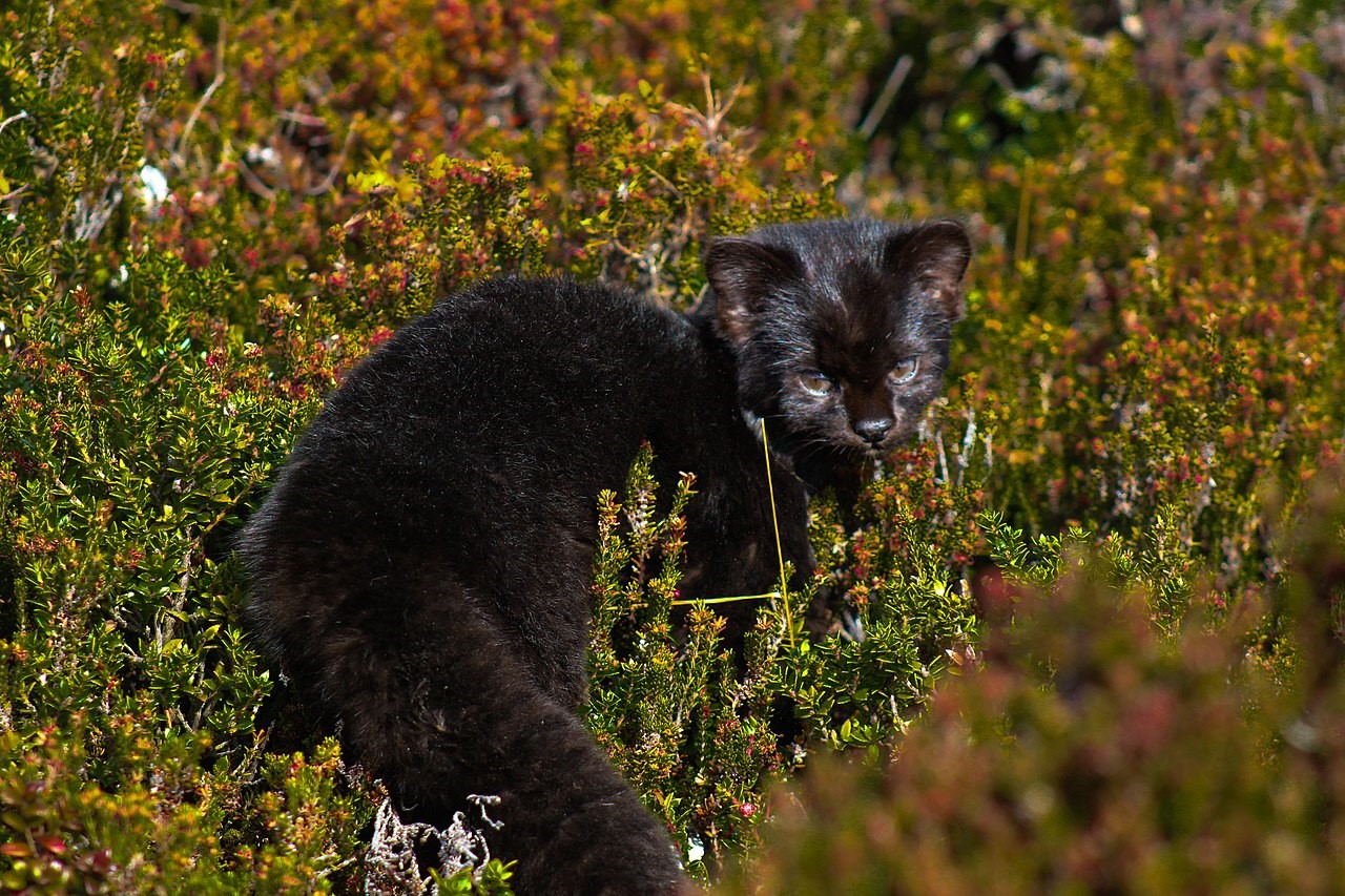 Güiña melánica (Leopardus_guigna) in field.